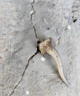 I Stepped Onto the Balcony One Morning and Saw Something Moving Inside the Wall — What I Discovered Filled Me With Fear, Then Something Else Entirely